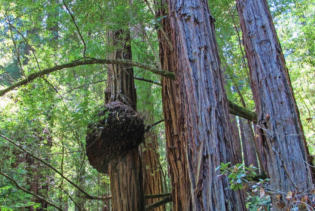 A large burl grows partially up the trunk of a Coastal Redwood.