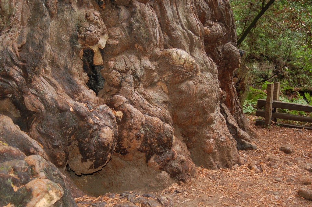 A large Coastal Redwood basal burl.